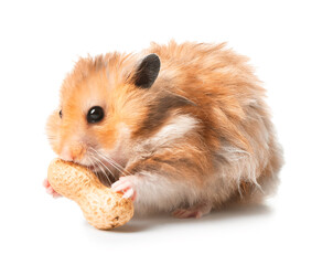 Funny hamster with peanut on white background