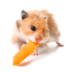 Funny hamster with carrot on white background