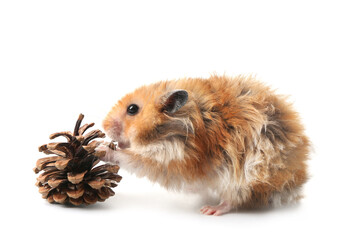 Funny hamster with cone on white background