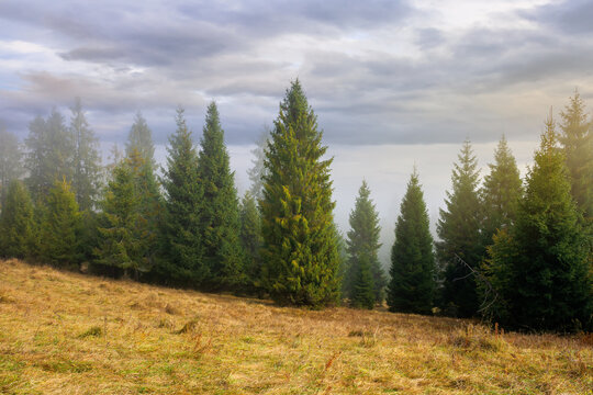 cold foggy morning. moody weather scenery. spruce forest on the grassy meadow in autumn. nature magic concept