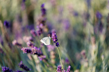 Butterfly stay on lavender in garden