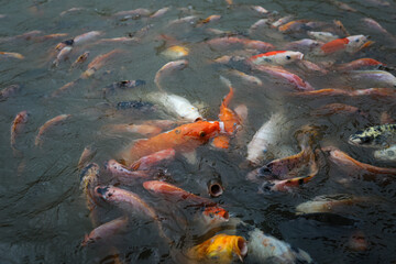 Koi Fishes swimming inside a pond