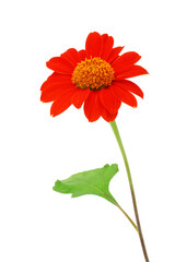 Red flower isolated on a white background , clipping path included