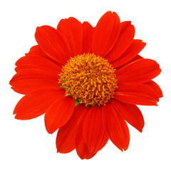 Red flower isolated on a white background , clipping path included