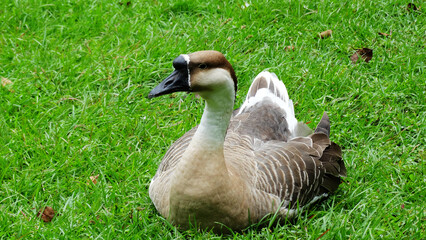 A goose is sitting on the grass in a park. A goose is a bird of any of several waterfowl species in the family Anatidae. 