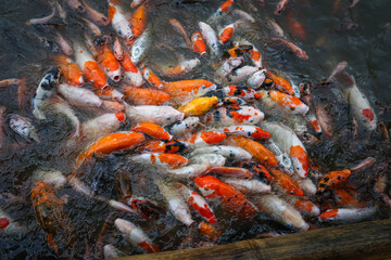 Koi Fishes swimming inside a pond