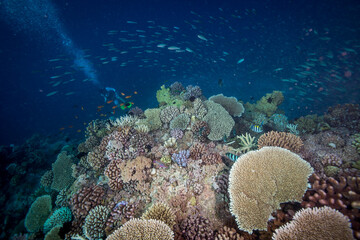 Fototapeta na wymiar Healthy, colorful corals on the Great Barrier Reef