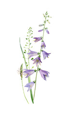 Watercolor bellflower with grass on white background