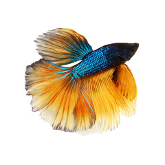 Bule-yellow betta fighting fish with isolated a on white background	