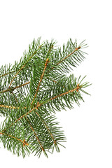 green fir branch isolated on white background, christmas decoration