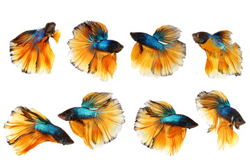 Set Bule-yellow betta fighting fish with isolated a on white background	