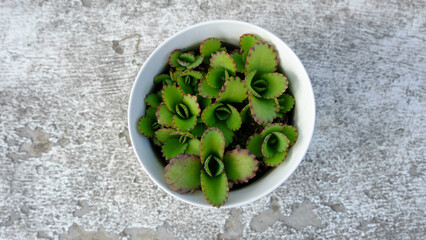 succulent plants photo on a rough grounds