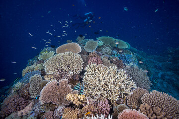 Healthy, colorful corals on the reef