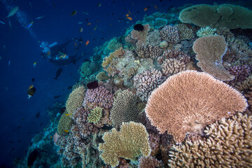 Naklejka na ściany i meble Healthy, colorful corals on the reef