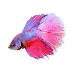 Fototapeta premium Colorful of siamese fighting fish, betta isolated on white background. Thai fighting fish