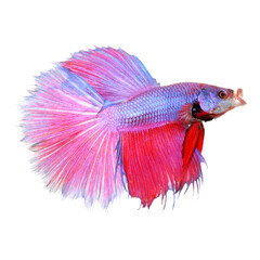 Colorful of siamese fighting fish, betta isolated on white background. Thai fighting fish