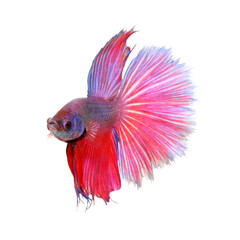 Fototapeta premium Colorful of siamese fighting fish, betta isolated on white background. Thai fighting fish