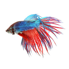 Obraz na płótnie Canvas Siamese fighting fish, red and blue betta isolated on white background. Thai fighting fish