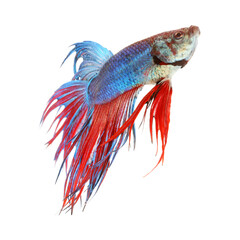 Fototapeta premium Siamese fighting fish, red and blue betta isolated on white background. Thai fighting fish