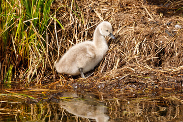 Black Swan in New Zealand