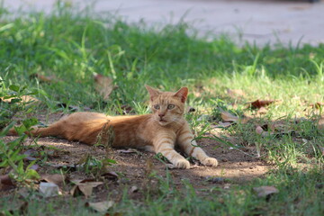 Rudy kot. Turcja miasto Antalya