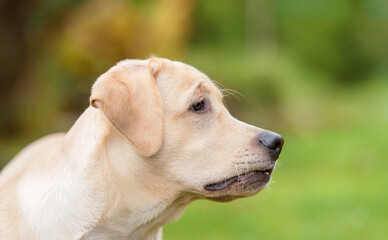 Naklejka na ściany i meble Closeup photo of a labrador retrieverdog head