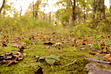 moss in the forest