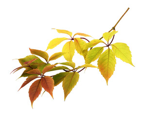 Twig with colorful autumn leaves of wild grape isolated on white
