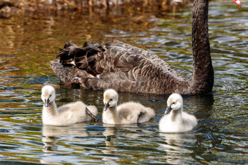 Black Swan in New Zealand