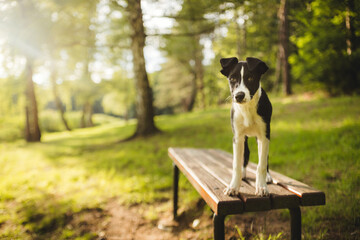 cute black and white border collie puppy standing on a bench in a park