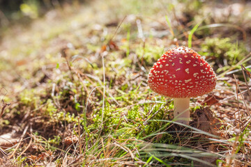Orange amanita in the forest in Autumn, orange mashroom, fly agaric in the forest, uneatable mushroom, poisonous mushroom. Natural light, vibrant colors and selective focus.