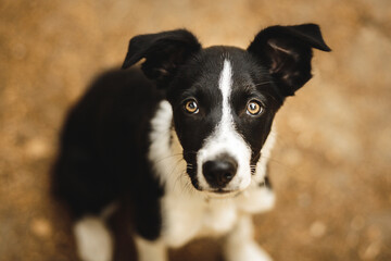 cute black and white border collie puppy close up head portrait in the forest