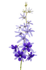 Fototapeta na wymiar Violet flowers isolated on white background