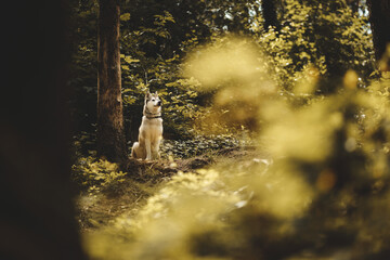 siberian husky dog sitting looking up in a pine forest © Oszkár Dániel Gáti