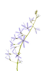 Violet flowers isolated on white background