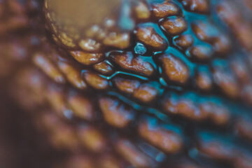 The body of a large snail in close-up