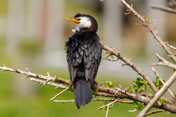 Little Shag / Little Pied Cormorant in New Zealand