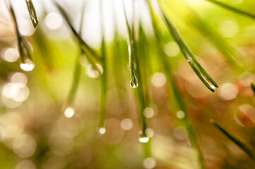 Raindrops on pine needles, beautiful bright bokeh on the background. Shallow depth of field, macro