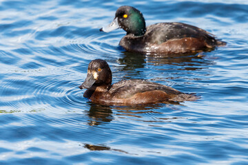 New Zealand Scaup Endemic Duck