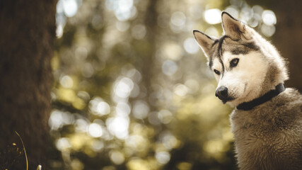 siberian husky dog standing looking down in a forest