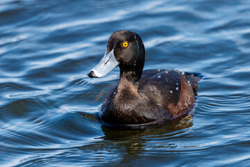 New Zealand Scaup Endemic Duck