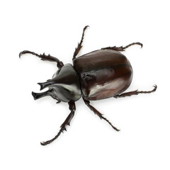 Close up of thai rhinoceros beetle wilderness isolated on a white background

I