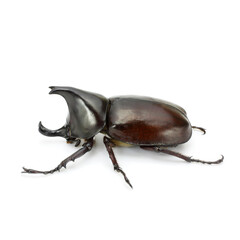 Close up of thai rhinoceros beetle wilderness isolated on a white background

I