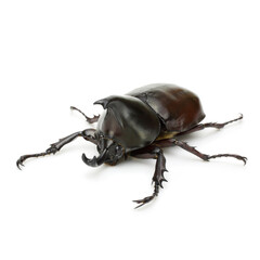 Close up of thai rhinoceros beetle wilderness isolated on a white background

I