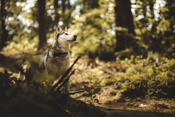 siberian husky dog standing looking up in a forest