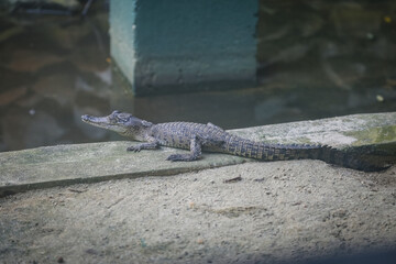 large crocodile resting inside the cage