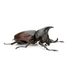 Close up of thai rhinoceros beetle wilderness isolated on a white background

I
