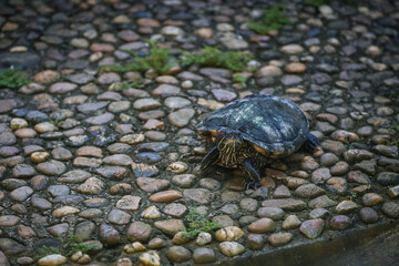 Tortoise inside a pond