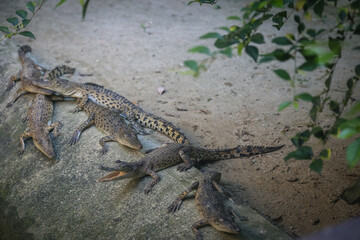 large crocodile resting inside the cage