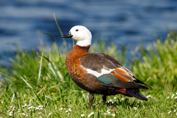 Paradise Shelduck in New Zealand